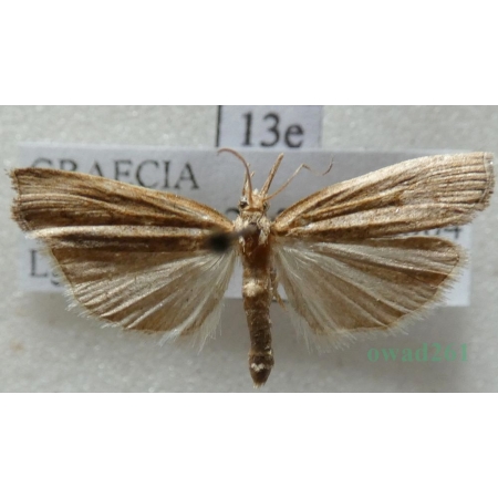Pediasia contaminella (Hübner, 1796) Greece, Rodos Is13e